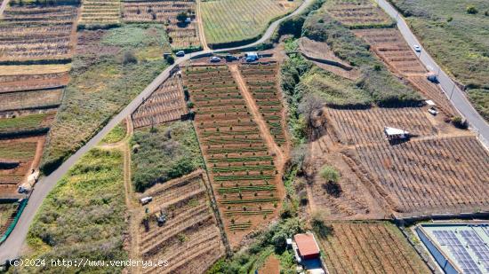 Finca 4.000m2 sembrada con papas, aguacateros y viñas en El Sauzal - SANTA CRUZ DE TENERIFE