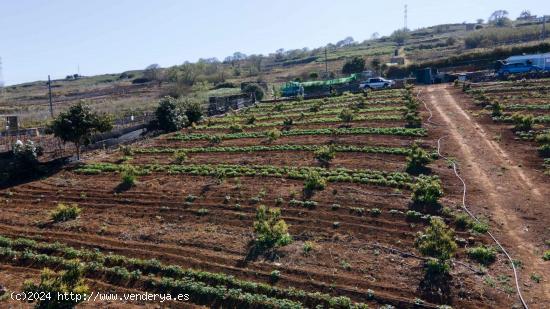 Finca 4.000m2 sembrada con papas, aguacateros y viñas en El Sauzal - SANTA CRUZ DE TENERIFE