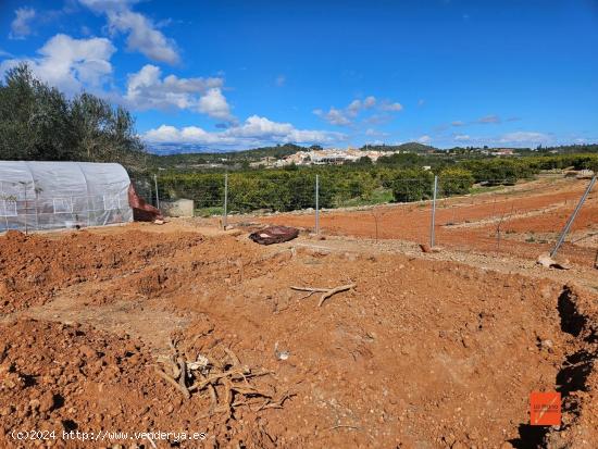 FINCA RUSTICA EN VENTA EN FREGINALS (TARRAGONA) - TARRAGONA