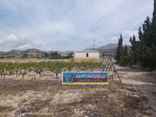 TERRENO NOVELDA / 14.334M2 / AGUA DE RIEGO - ALICANTE