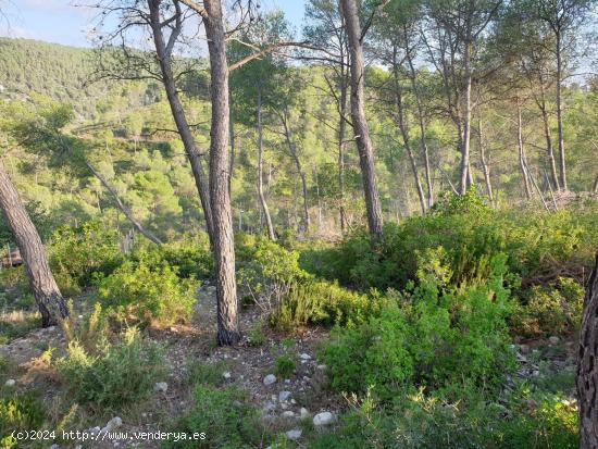 Terreno urbano situado en la Urbanización Las Colinas de Olivella. - BARCELONA