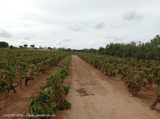  VENTA DE TERRENO SEGREGADO RÚSTICA EN EL MARQUESADO - CADIZ 