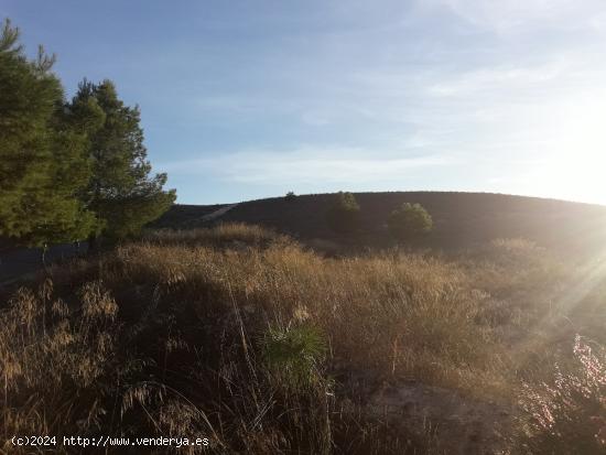 SE VENDE PARCELA  RUSTICA EN ASPE ZONA UCHEL - ALICANTE