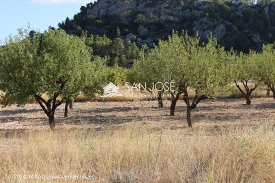 VENTA DE TERRENO EN LA ROMANA . MONOVAR . - ALICANTE