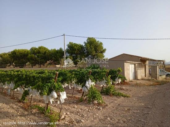  TERRENO RUSTICO CON CASA ALMACEN EN HORNA ALTA ,  NOVELDA - ALICANTE 