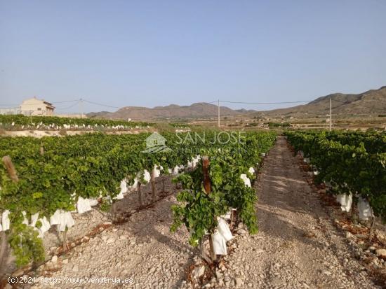 TERRENO RUSTICO CON CASA ALMACEN EN HORNA ALTA ,  NOVELDA - ALICANTE