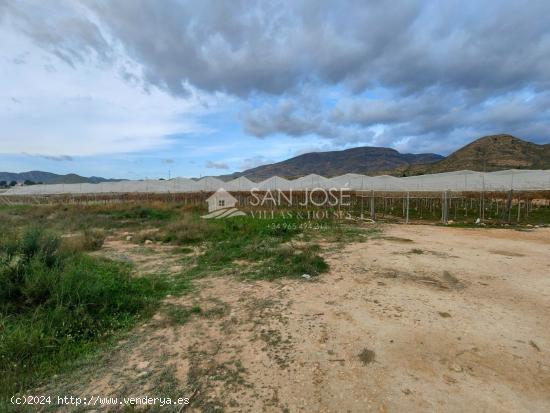 SE VENDEN DOS FINCAS CON PRODUCCION DE UVA EN MONFORTE DEL CID - ALICANTE