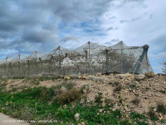  SE VENDE FINCA RUSTICA CON PRODUCCION DE UVA NEGRA EN MONFORTE DEL CID - ALICANTE 