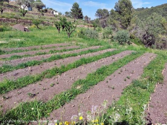 Casa de campo con proyecto para la construcción de una vivienda de más de 200 m² - ALICANTE