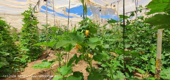 FINCA  RÚSTICA CULTIVABLE EN GUÍA DE ISORA - TENERIFE - SANTA CRUZ DE TENERIFE