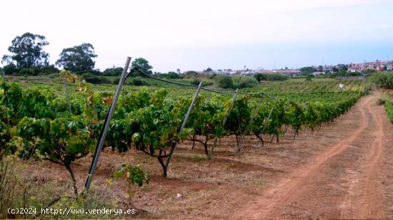 SUELO AGRÍCOLA EN TACORONTE - SANTA CRUZ DE TENERIFE