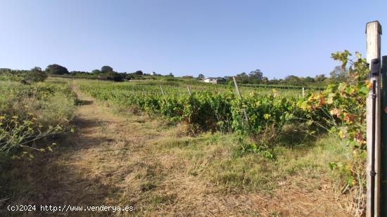 SUELO AGRÍCOLA EN TACORONTE - SANTA CRUZ DE TENERIFE