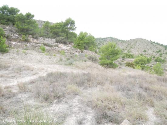 TERRENO RÚSTICO EN LA ZONA DE LA ZAFRA DE MONÓVAR - ALICANTE