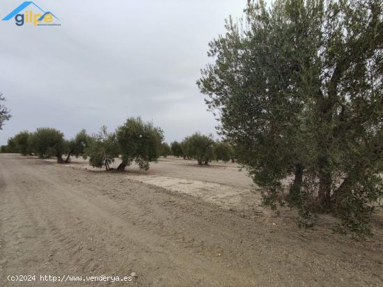  ESTUPENDA PARCELA EN EL TERMINO DE ARAHAL - SEVILLA 