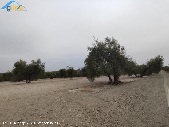 ESTUPENDA PARCELA EN EL TERMINO DE ARAHAL - SEVILLA