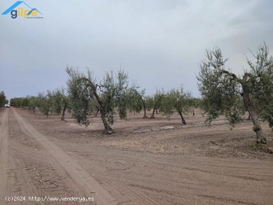 ESTUPENDA PARCELA RÚSTICA EN TERMINO DE ARAHAL - SEVILLA