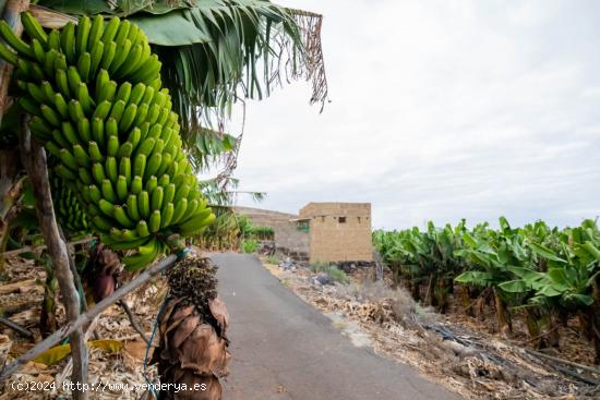 Finca en Adeje - SANTA CRUZ DE TENERIFE