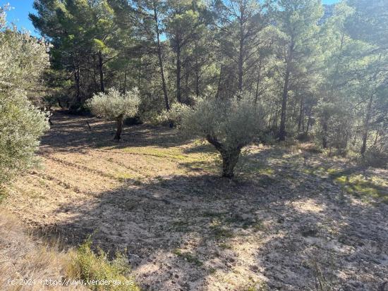 Finca rustica con olivos y almendros en Relleu Torremanzanes - ALICANTE