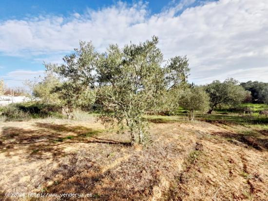 Se Vende en Jerez de la Frontera - CADIZ