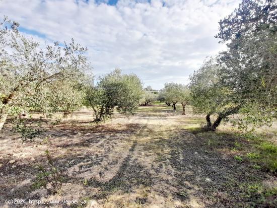 Se Vende en Jerez de la Frontera - CADIZ