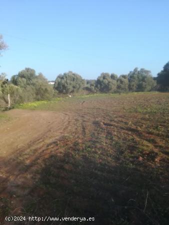  PARCELA RÚSTICA DE 5300 METROS EN LA MUELA - CADIZ 