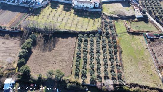 OLIVAR EN LA ZUBIA DE 3.597 M2 - GRANADA