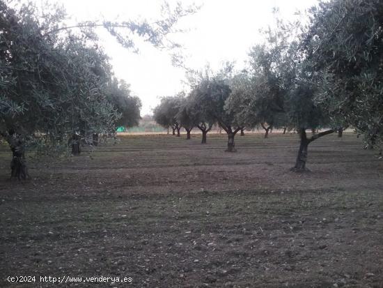 OLIVAR EN LA ZUBIA DE 3.597 M2 - GRANADA