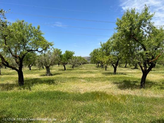 PARCELA RUSTICA EN BUENA ZONA DE BIAR - ALICANTE