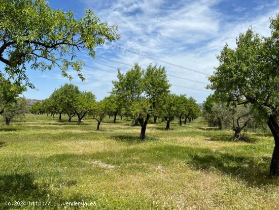 PARCELA RUSTICA EN BUENA ZONA DE BIAR - ALICANTE