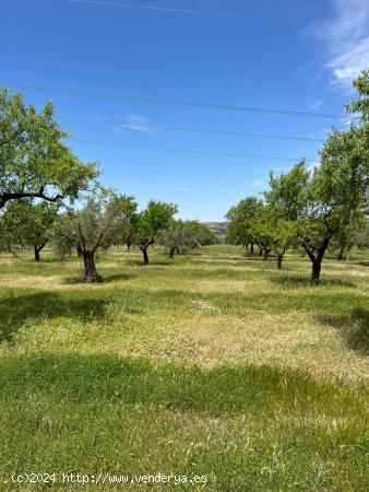 PARCELA RUSTICA EN BUENA ZONA DE BIAR - ALICANTE