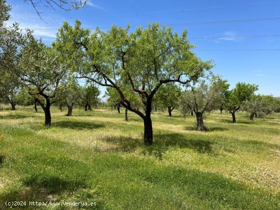 PARCELA RUSTICA EN BUENA ZONA DE BIAR - ALICANTE