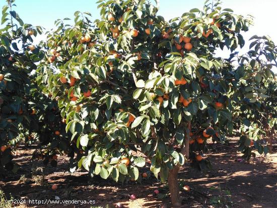 VENTA CAMPO DE CAQUIS BENIFAIO - VALENCIA