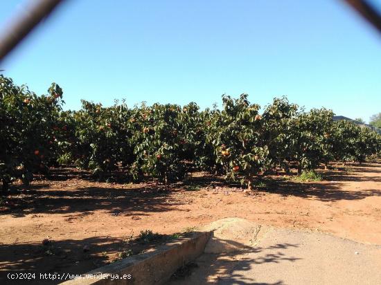 VENTA CAMPO DE CAQUIS BENIFAIO - VALENCIA