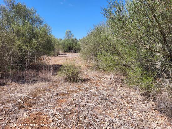 Terreno urbanizable en Sencelles - BALEARES