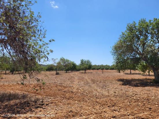 Terreno urbanizable en Sencelles - BALEARES