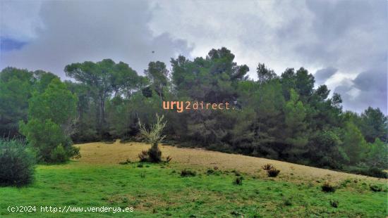 terreno en porreres - BALEARES