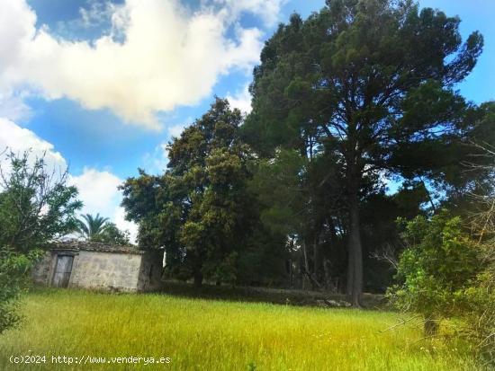 MAGNIFICA FINCA RUSTICA DE 7000mcon casita de 24m totalmente legal - BALEARES