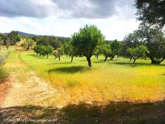 MAGNIFICA FINCA RUSTICA DE 7000mcon casita de 24m totalmente legal - BALEARES