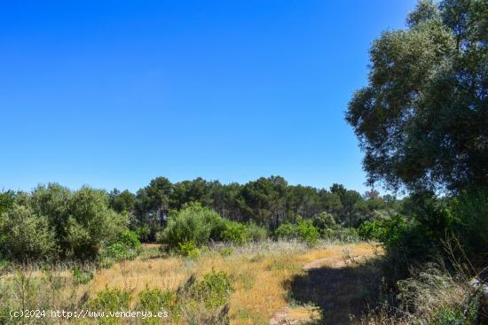 Rústica a reformar íntegramente en Pina, Mallorca - BALEARES