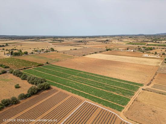 TERRENO URBANIZABLE MANACOR - BALEARES