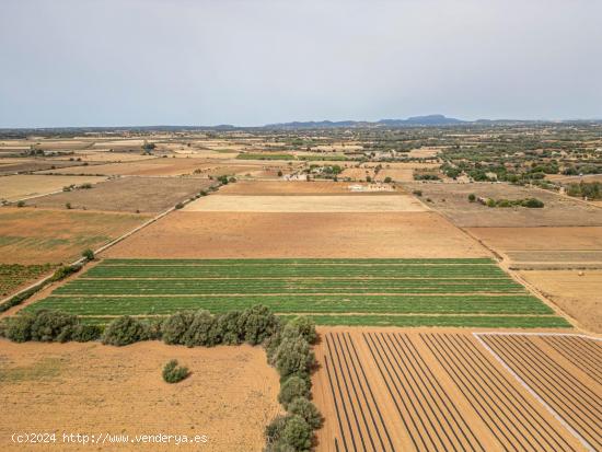 TERRENO URBANIZABLE MANACOR - BALEARES