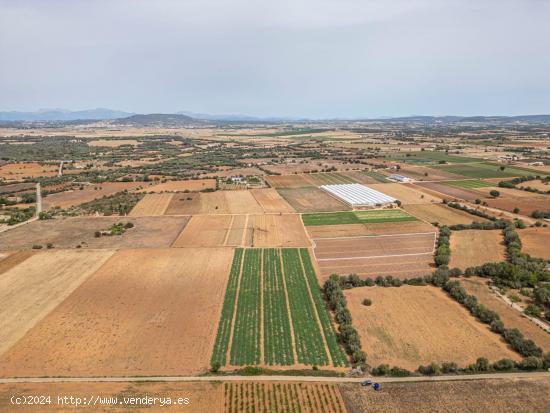 TERRENO URBANIZABLE MANACOR - BALEARES