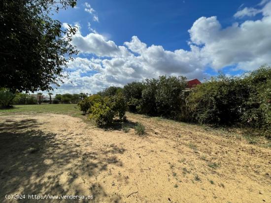  terreno Agrario con superficie de Labor y Olivo. - SEVILLA 