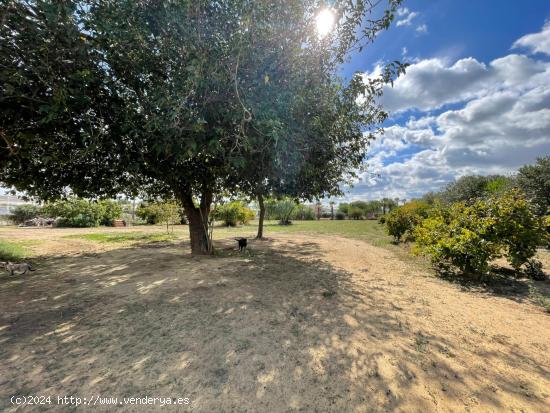 terreno Agrario con superficie de Labor y Olivo. - SEVILLA