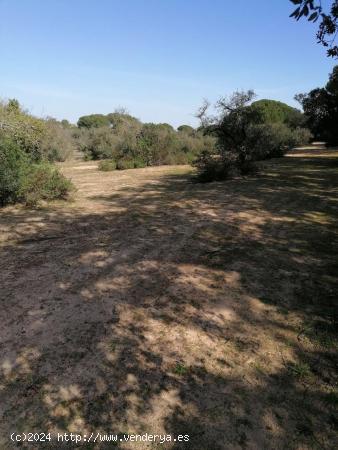 terreno Agrario con superficie de Labor y Olivo. - SEVILLA