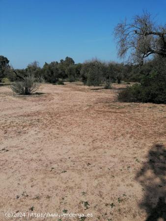 terreno Agrario con superficie de Labor y Olivo. - SEVILLA