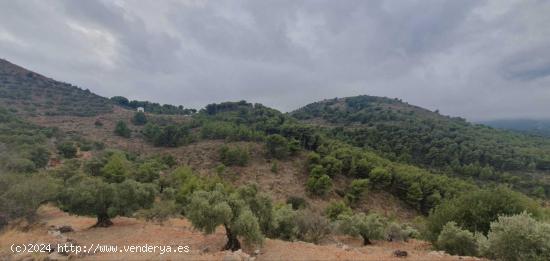  FINCA RÚSTICA - MALAGA 