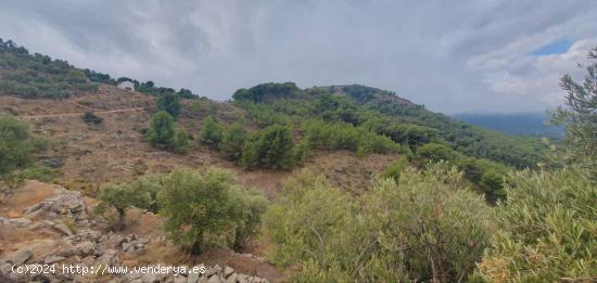 FINCA RÚSTICA - MALAGA