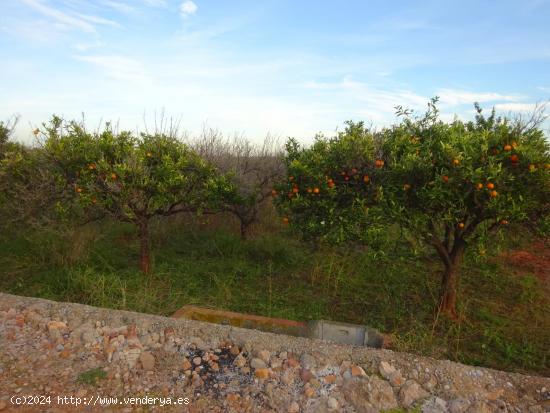 SE VENDE HUERTO EN VILA-REAL - CASTELLON