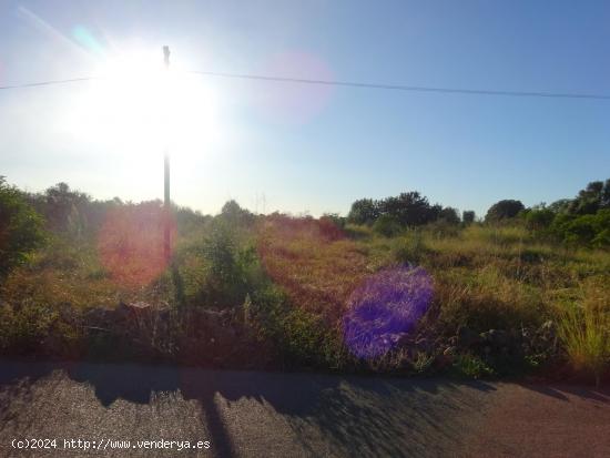 PARCELA RUSTICA, EN ZONA DE MASETS - CASTELLON